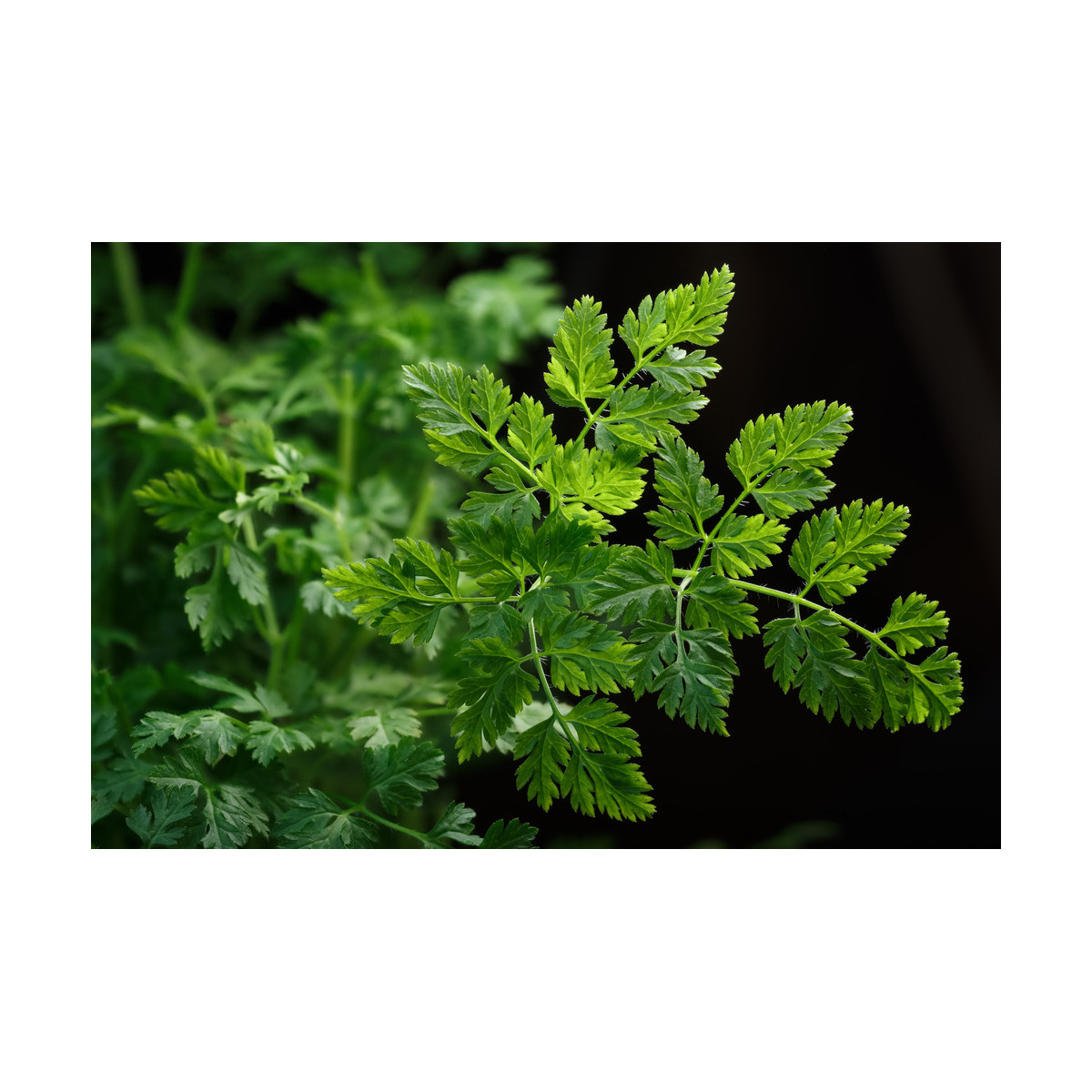 BIO Trebuľka siata Fijne Krul - Anthriscus cerefolium crispum - predaj bio semien - 400 ks