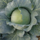 Kapusta Polar - Brassica oleracea - predaj semien - 200 ks