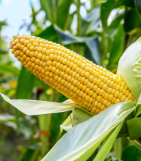 Kukurica cukrová Ombra F1 - Zea Mays - semená kukurice - 15 ks