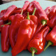 Paprika ročná Radmila F1 - kápia - Capsicum annuum - predaj semien - 9 ks