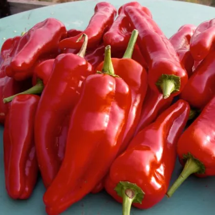 Paprika ročná Radmila F1 - kápia - Capsicum annuum - predaj semien - 9 ks