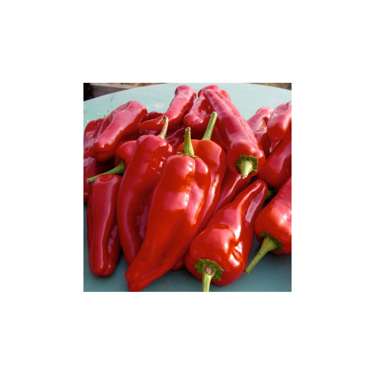 Paprika ročná Radmila F1 - kápia - Capsicum annuum - predaj semien - 9 ks