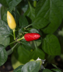 Chilli Little Elf - Capsicum chinense - predaj semien - 6 ks