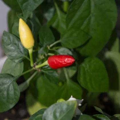 Chilli Little Elf - Capsicum chinense - predaj semien - 6 ks