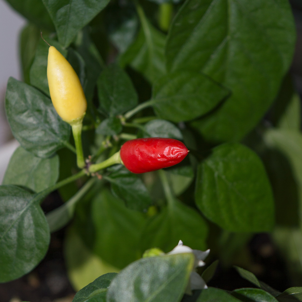 Chilli Little Elf - Capsicum chinense - predaj semien - 6 ks