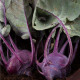 Bio Kaleráb Azur - Brassica oleracea - predaj bio semien - 50 ks