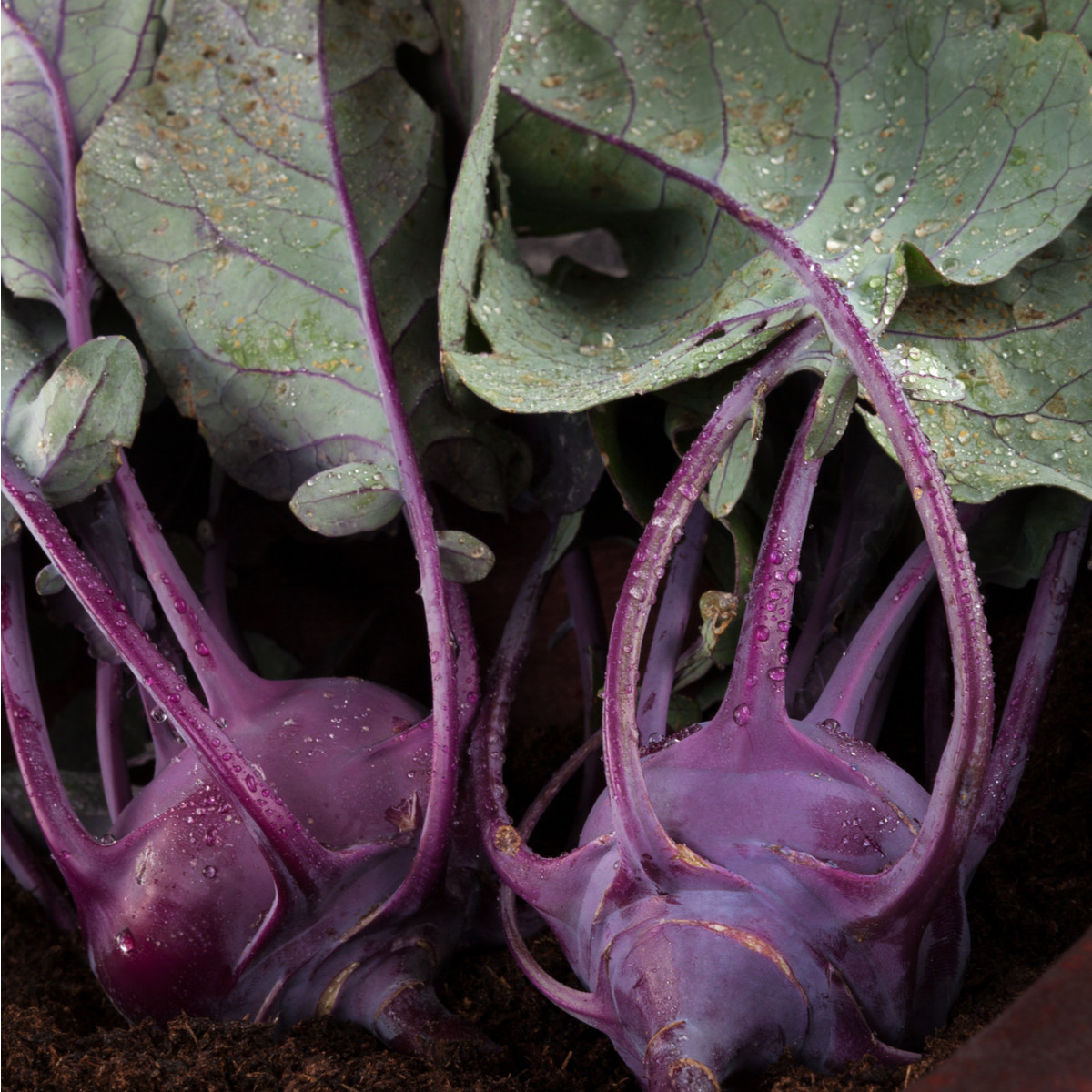 Bio Kaleráb Azur - Brassica oleracea - predaj bio semien - 50 ks