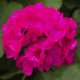 Muškát páskatý Nekita F1 Deep Rose - Pelargonium zonale - predaj semien - 4 ks