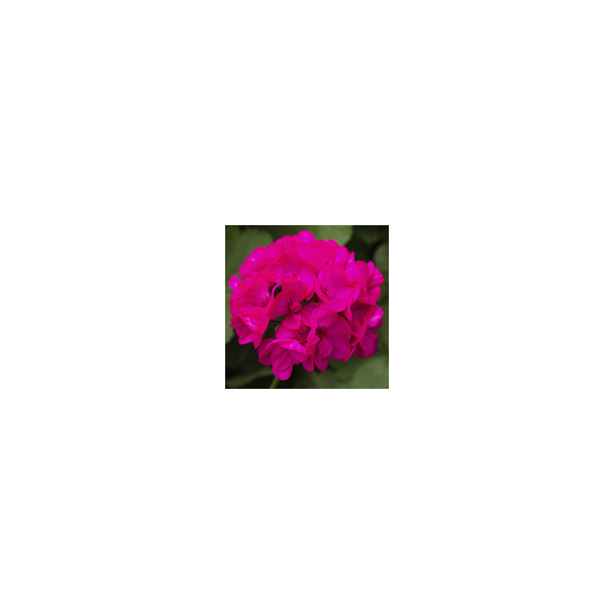 Muškát páskatý Nekita F1 Deep Rose - Pelargonium zonale - predaj semien - 4 ks