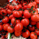 Bio Paradajka poľná zakrslá Saint Pierre - Solanum lycopersicum - predaj bio semien - 7 ks