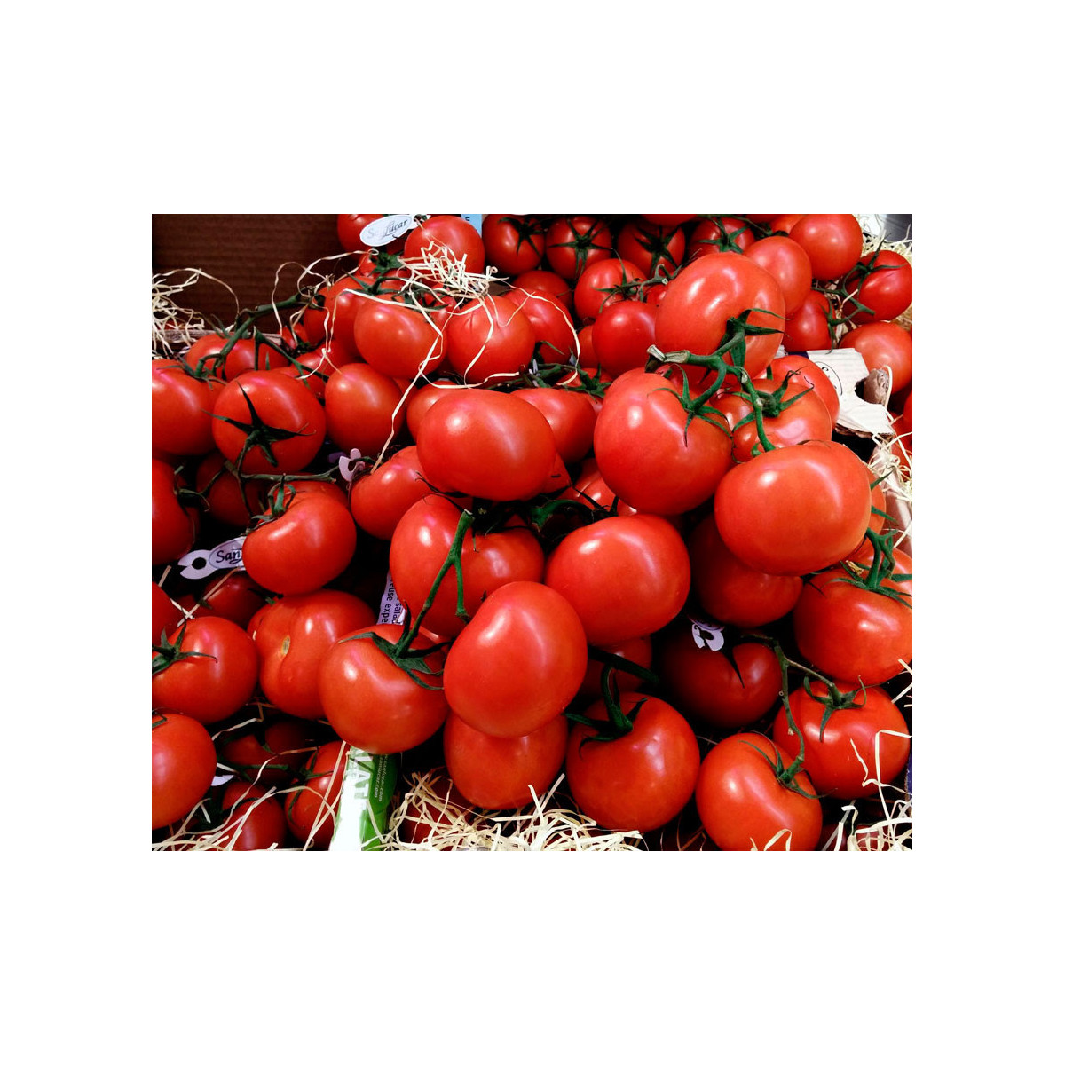 Bio Paradajka poľná zakrslá Saint Pierre - Solanum lycopersicum - predaj bio semien - 7 ks