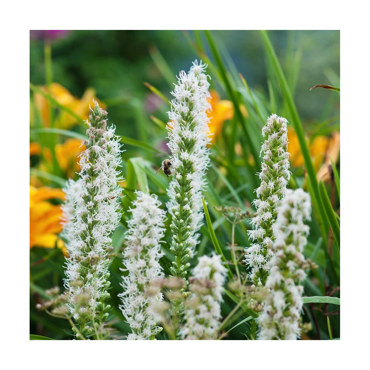 Šuškarda biela Alba - Liatris spicata - cibuľoviny - 5 ks