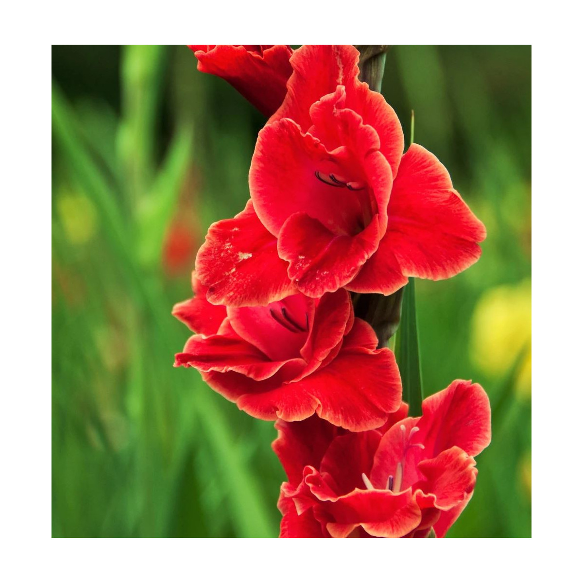 Gladiola Atom - Gladiolus - predaj cibuľovín - 3 ks