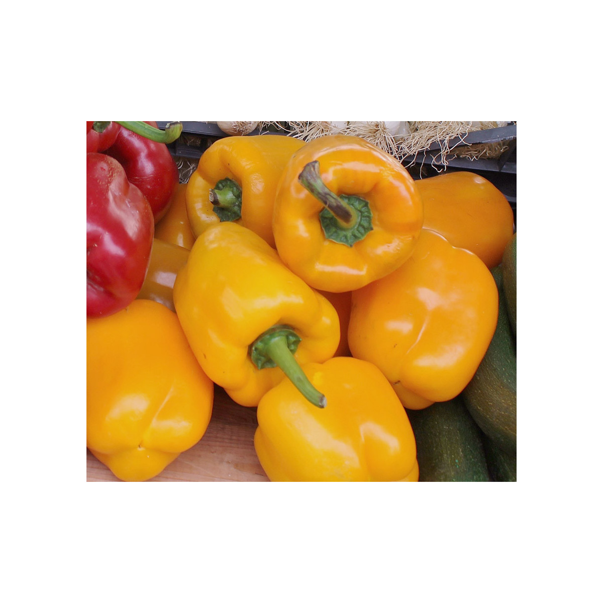 Bio Paprika Quadrato Asti Giallo - Capsicum annuum - predaj bio semien - 8 ks