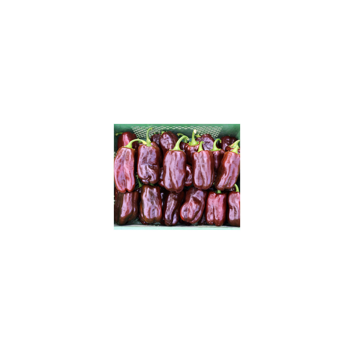 Bio Paprika Chocobell - Capsicum annuum - predaj bio semien - 8 ks