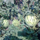 Bio Melón cukrový Early Moonbeam - Citrullus lanatus - bio semená - 6 ks