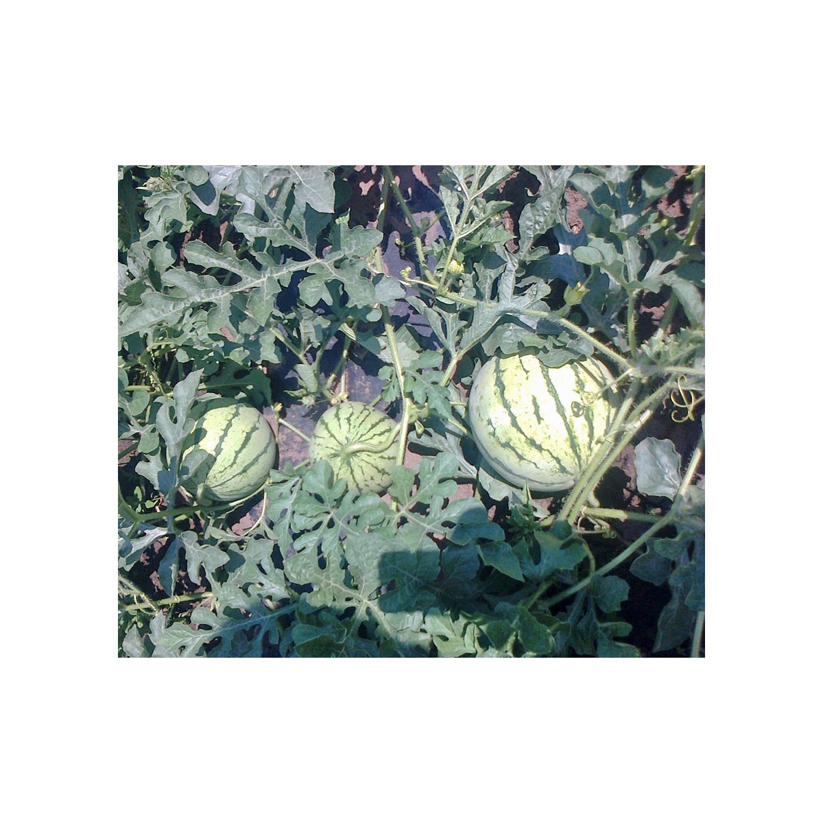 Bio Melón cukrový Early Moonbeam - Citrullus lanatus - bio semená - 6 ks
