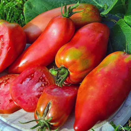 Paradajka Andenhorn Andine Cornue - Solanum lycopersicum - kolíková odroda - semená rajčiaka - 10 ks