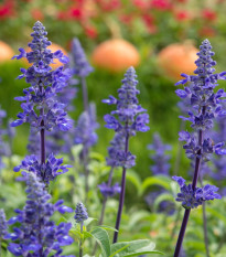 Šalvia modrá - Salvia farinacea - predaj semien - 30 ks