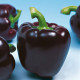 Paprika Mavras - Capsicum annuum - predaj semien - 8 ks