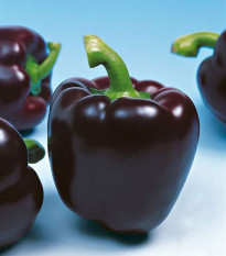 Paprika Mavras - Capsicum annuum - predaj semien - 8 ks