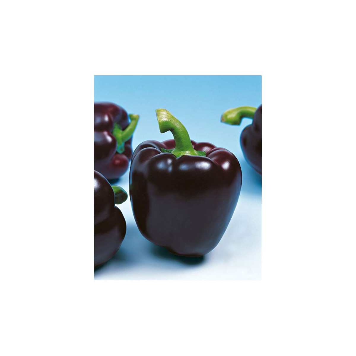 Paprika Mavras - Capsicum annuum - predaj semien - 8 ks