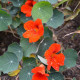 Kapucínka nízka Princess of India - Tropaeolum minus - predaj semien - 15 ks