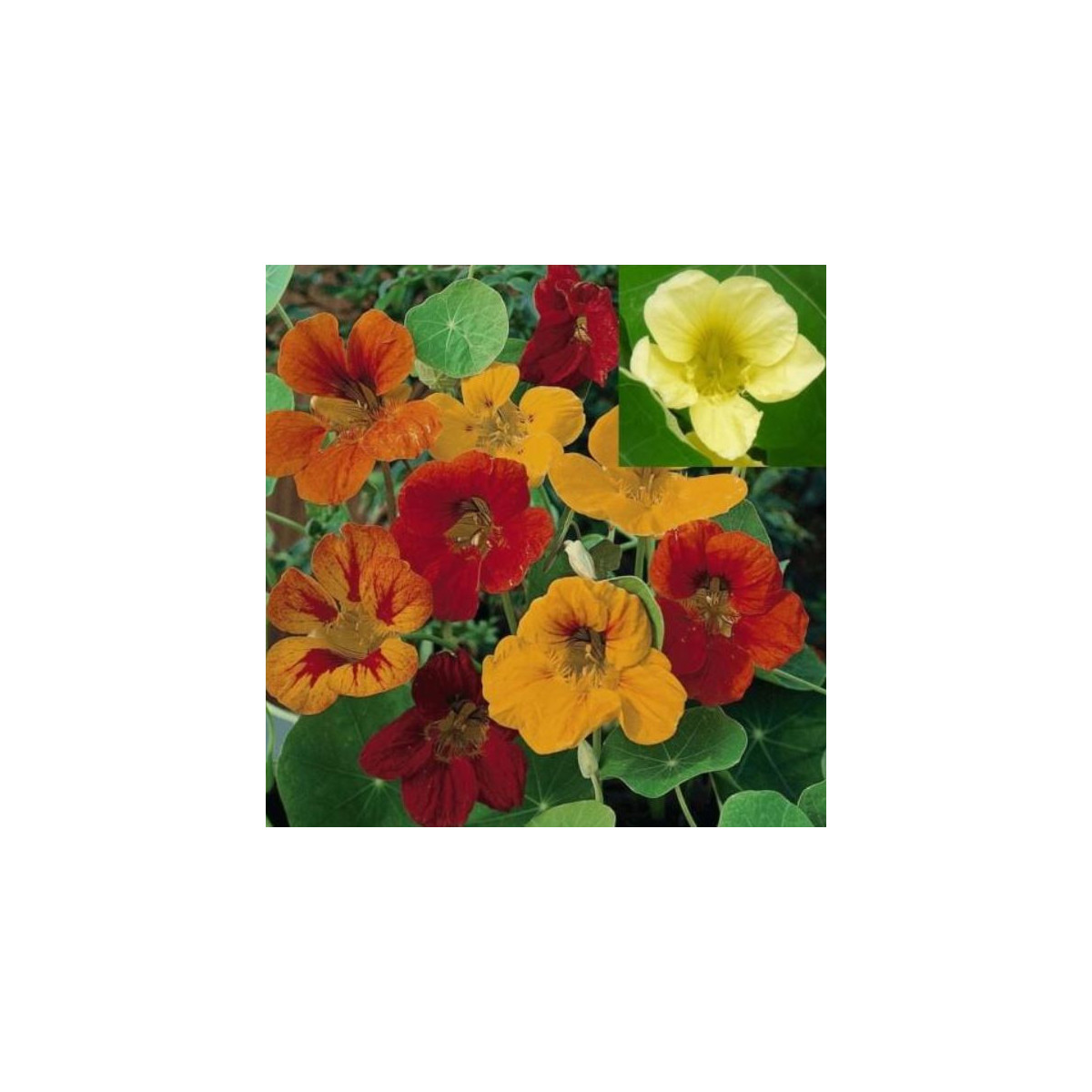 Kapucínka väčšia Lobbianum zmes farieb - Tropaeolum majus - predaj semien - 10 ks