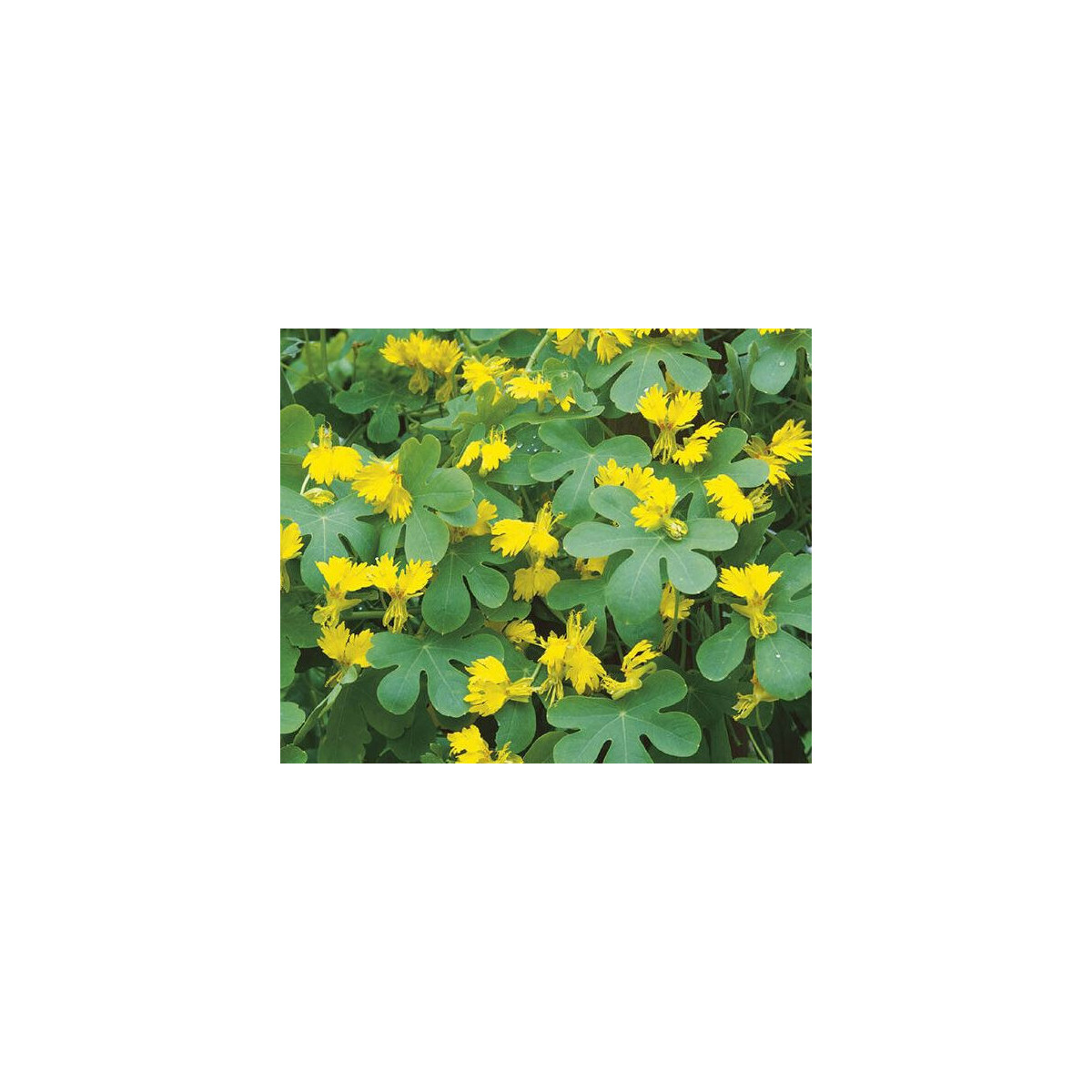 Kapucínka vysoká kanárska - Tropaeolum peregrinum - predaj semien - 10 ks