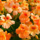 Kapucínka nízka Tip Top Apricot - Tropaeolum Minus - predaj semien - 12 ks