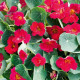 Kapucínka nízka Baby Deep Rose - Kapucínka - Tropaeolum mínus - predaj semien - 8 ks