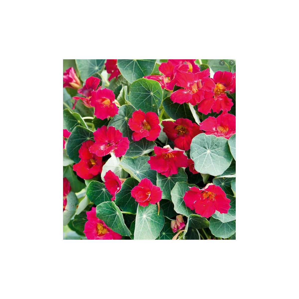 Kapucínka nízka Baby Deep Rose - Kapucínka - Tropaeolum mínus - predaj semien - 8 ks