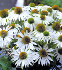 Echinacea purpurová Primadonna White - Echinacea purpurea - semená - 15 ks