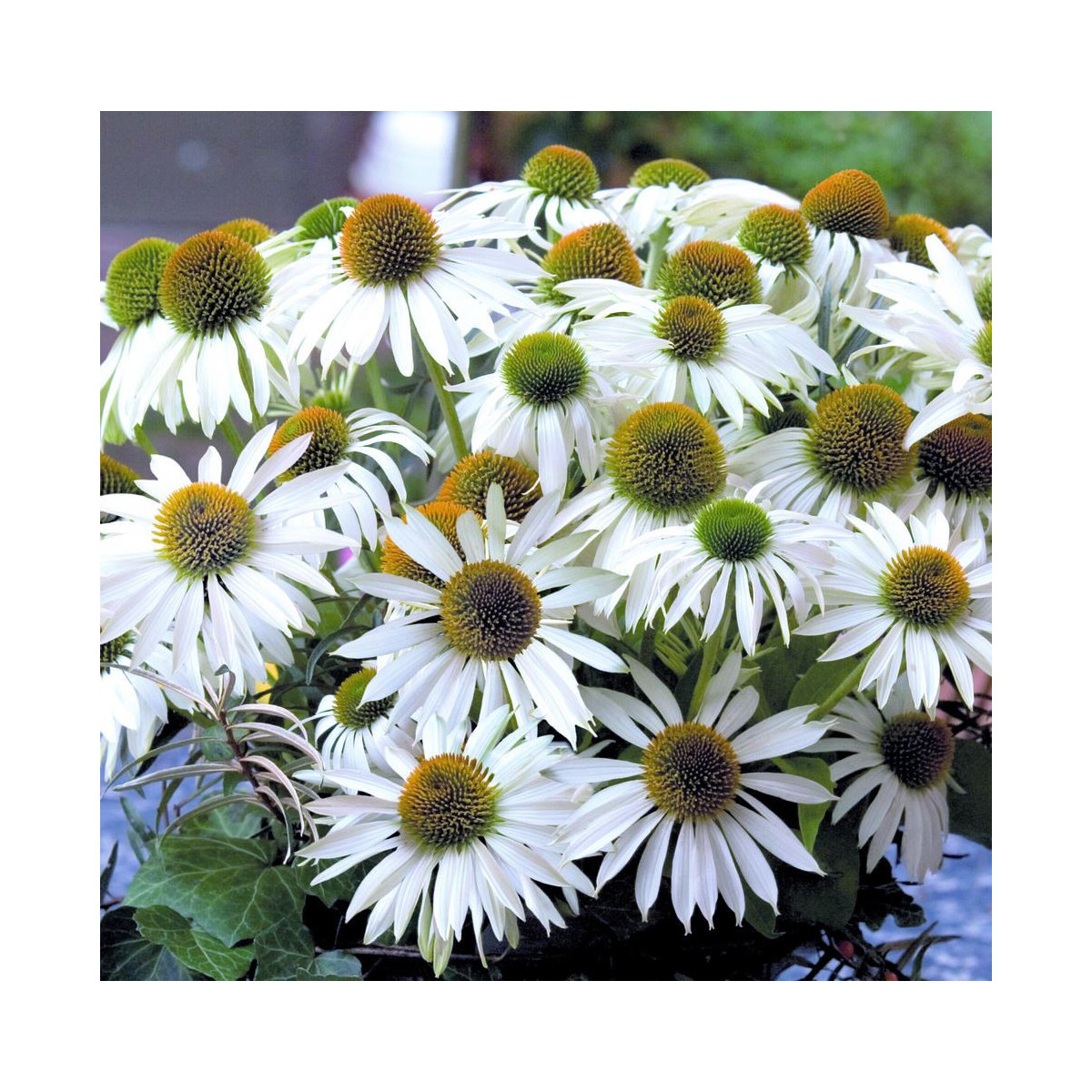 Echinacea purpurová Primadonna White - Echinacea purpurea - semená - 15 ks