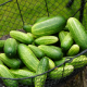 Bio Uhorka nakladačka Vorgebirgstrauben - Cucumis sativus - predaj bio semien - 10 ks