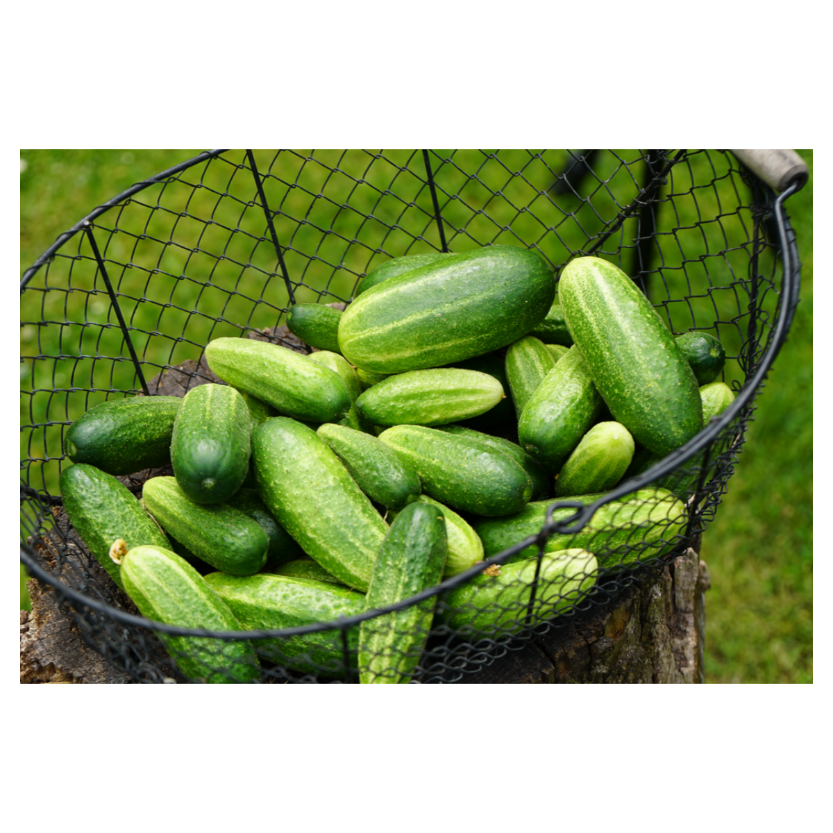 Bio Uhorka nakladačka Vorgebirgstrauben - Cucumis sativus - predaj bio semien - 10 ks