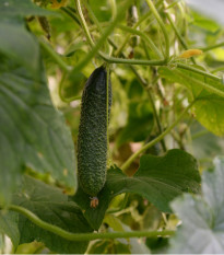 Uhorka nakladačka Diamant F1 - Cucumis sativus - predaj semien - 8 ks