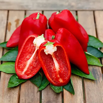 Paprika Snacking Red F1 - Capsicum annuum - predaj semien - 5 ks