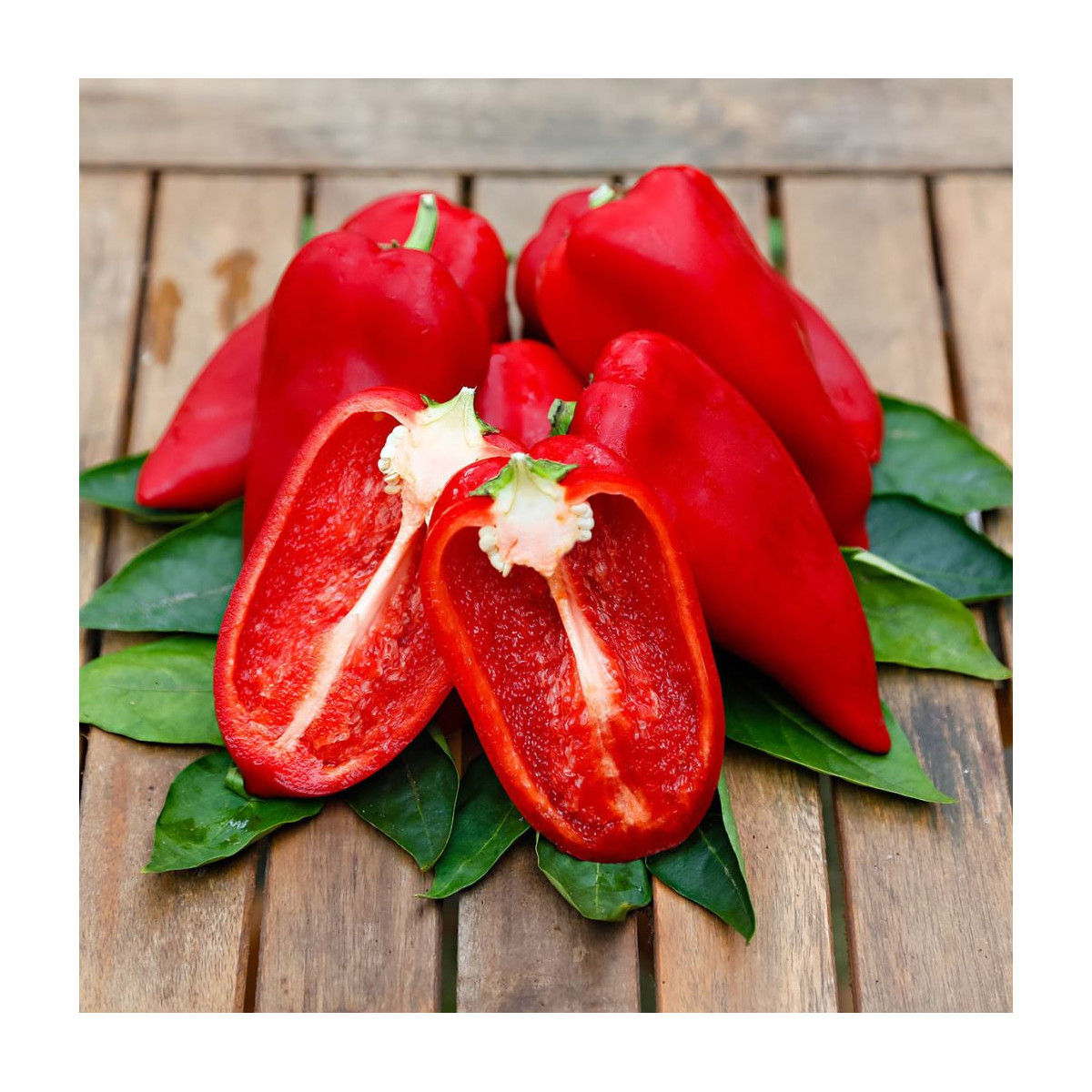 Paprika Snacking Red F1 - Capsicum annuum - predaj semien - 5 ks