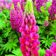 Vlčí bôb - Lupina mnoholistá Lupini Red - Lupinus polyphyllus - predaj semien - 15 ks