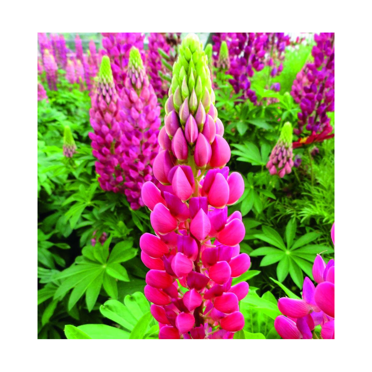 Vlčí bôb - Lupina mnoholistá Lupini Red - Lupinus polyphyllus - predaj semien - 15 ks