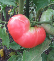 Paradajka Ponderosa Pink - kolíková odroda - Solanum lycopersicum - Semená rajčiaka - 7 ks