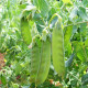 BIO Hrach cukrový Sweet Horizon - Pisum sativum - predaj bio semien - 35 ks