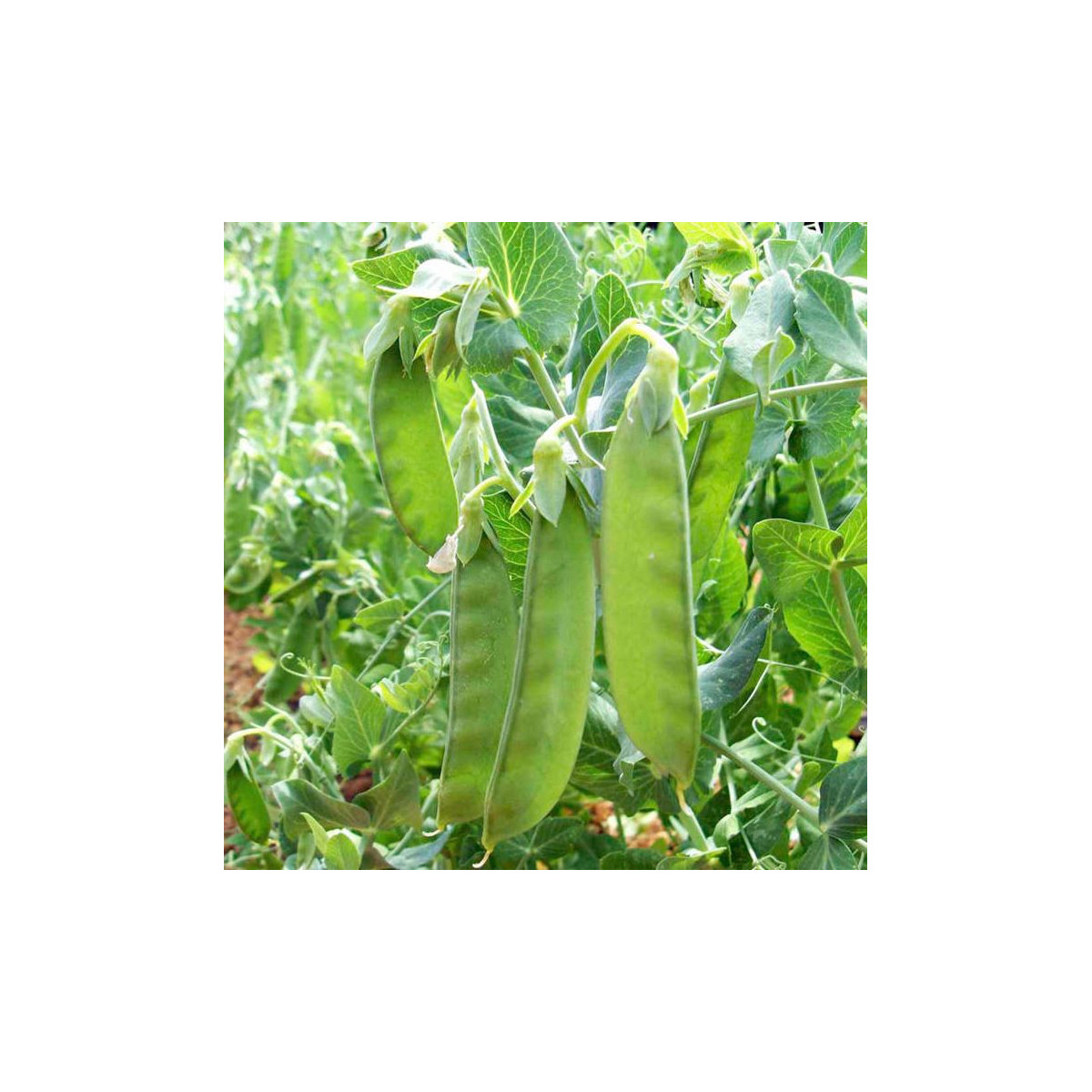 BIO Hrach cukrový Sweet Horizon - Pisum sativum - predaj bio semien - 35 ks