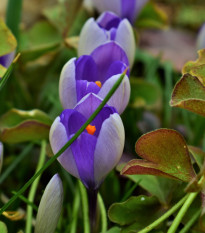 Krókus Yalta - Crocus sativus - predaj cibuľovín - 3 ks