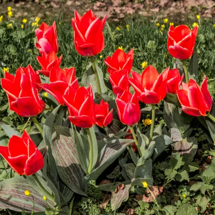 Tulipán Oriental Beauty - Tulipa - predaj cibuľovín - 3 ks