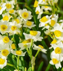 Narcis Avalanche - Narcissus - predaj cibuľovín - 3 ks