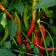 Paprika Poseidon štipľavá - Capsicum annuum - semená papriky - papričky - 15 ks