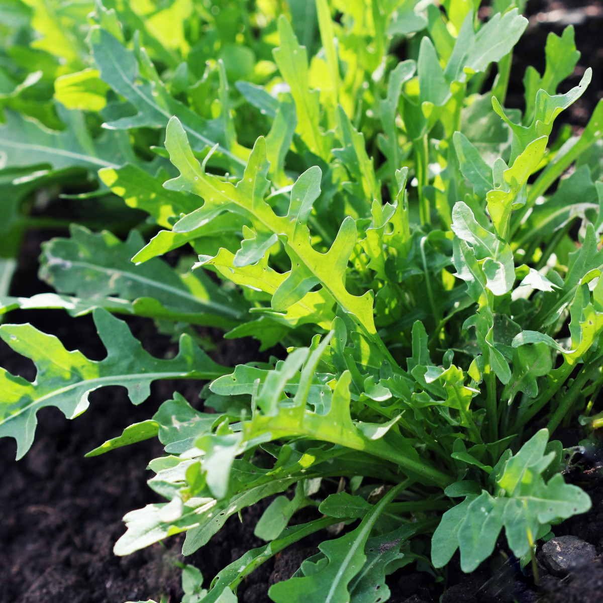 BIO rukola Ruca - Eruca sativa - predaj bio semien - 100 ks