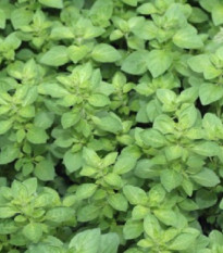 Pamajorán obyčajný - Oregano Paula - Origanum vulgare - semienka - 150 ks